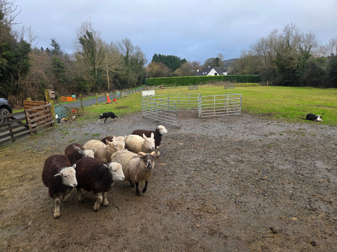 Sheep Smarts-Rathdrum必去景点