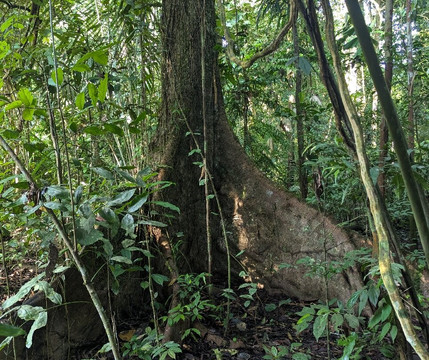 Parque Nacional del Yasuni - Fernando guia en la Amazonia-Coca必去景点
