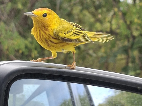 Ali-Naïs Location主图