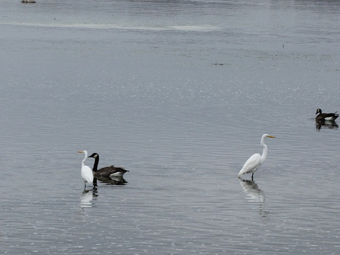 1000 Islands Environmental Center-考考纳必去景点
