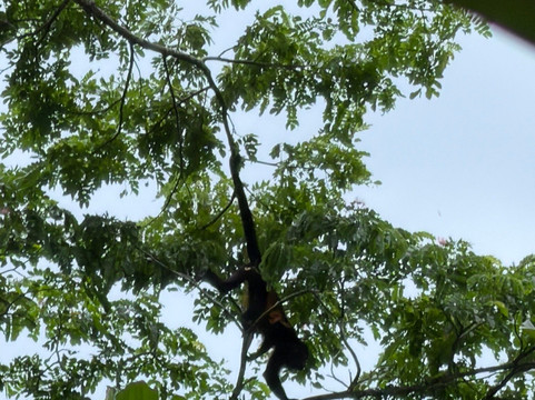 Green Acres Chocolate Farm and Nature Preserve-Cerro Brujo必去景点