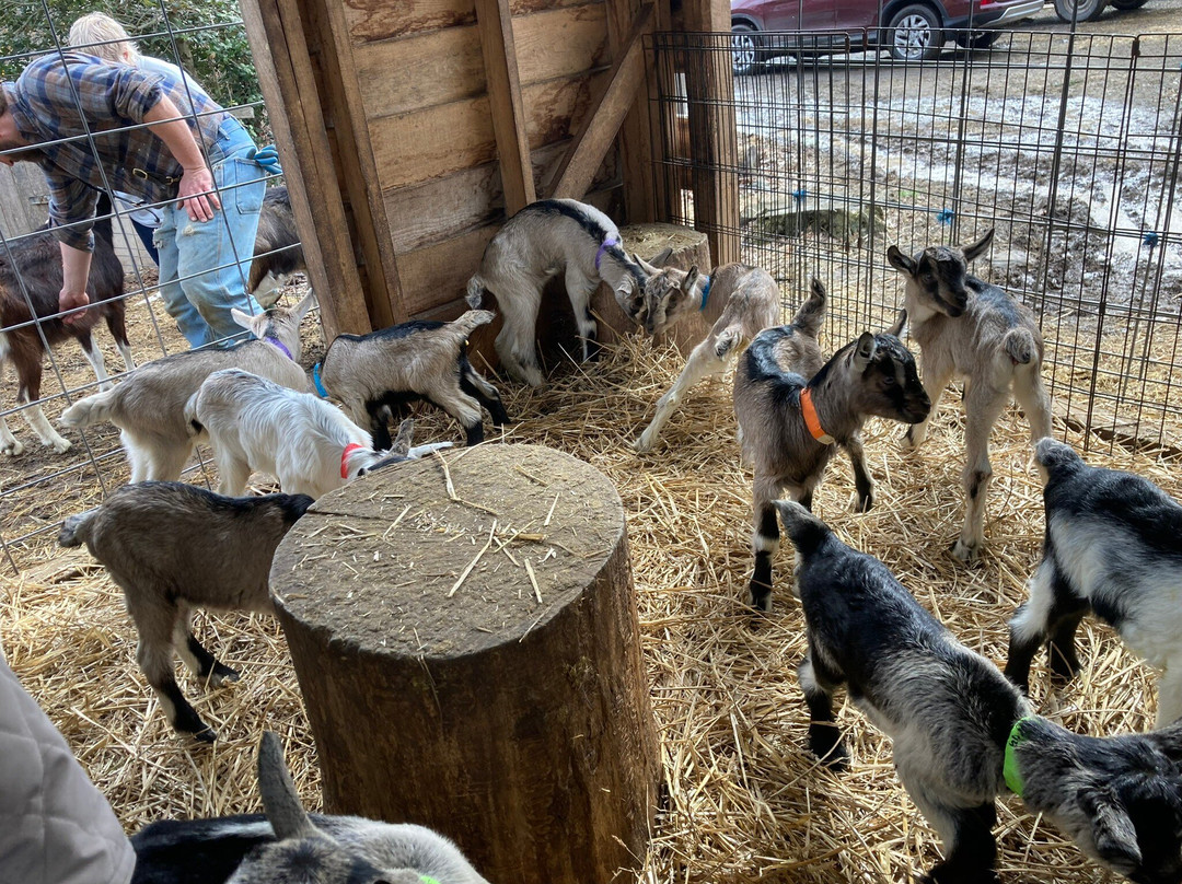 Gorgeous Goat Creamery