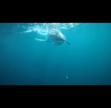 Shark Experience-布拉夫必去景点