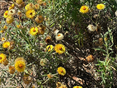 澳大利亚国家植物园-堪培拉必去景点