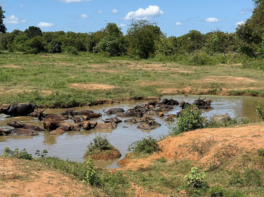 Udawalawe Lahiru Safari Guide Tours-乌达瓦拉维国家公园必去景点