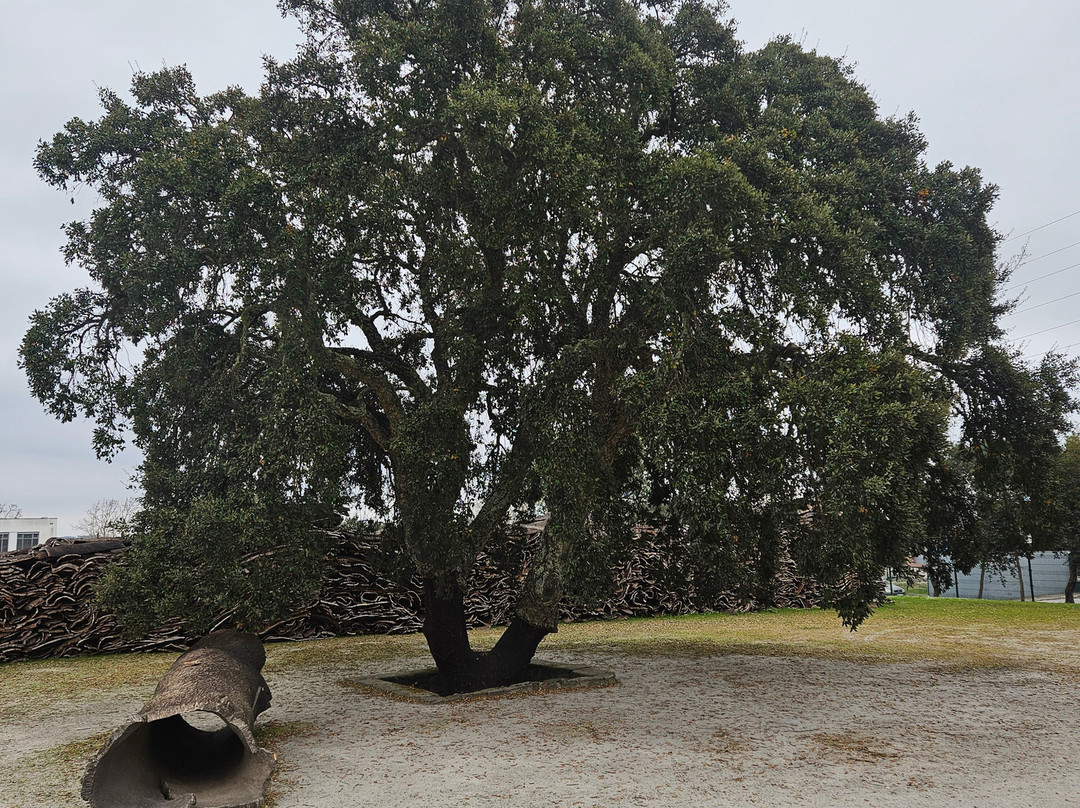 Corticarte - Arte em Cortica-Azaruja必去景点