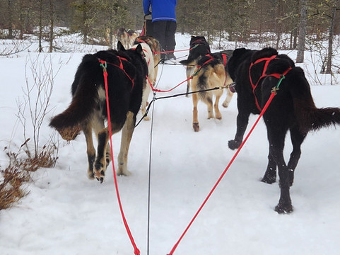 Chilly Dogs Sled Dog Trips-伊利必去景点