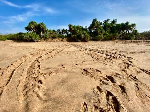 Turtle Conservation Project Turtle Watch-Rekawa必去景点