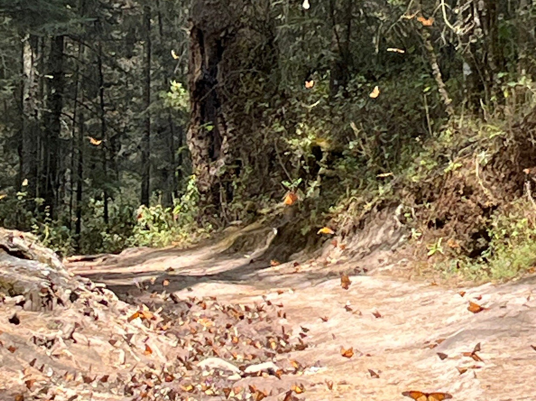 Tekpan Tours-墨西哥城必去景点