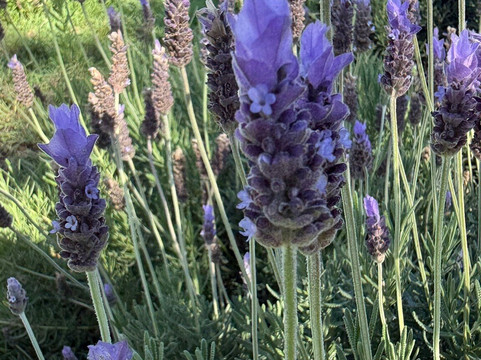 Kalopa Fields Farmstead-霍诺卡阿必去景点