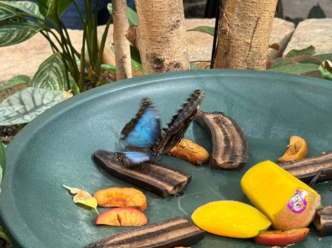 The Butterfly Palace-布兰森必去景点