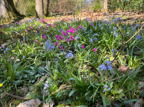 National Trust - Knightshayes Court-蒂弗顿必去景点