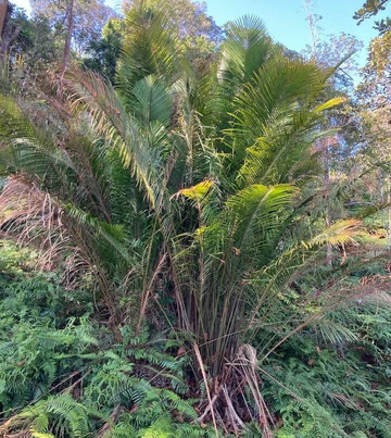The Habitat Penang Hill-槟城岛必去景点