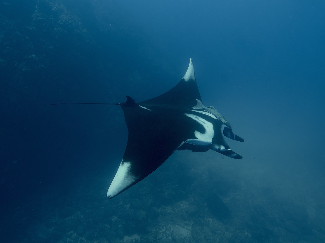 Costa Rica Dive and Surf-乌维塔必去景点