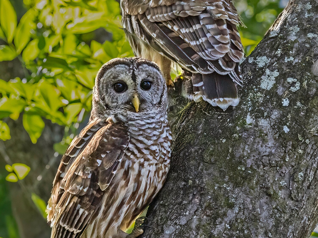 St. John's River Eco Tours, LLC-DeBary必去景点