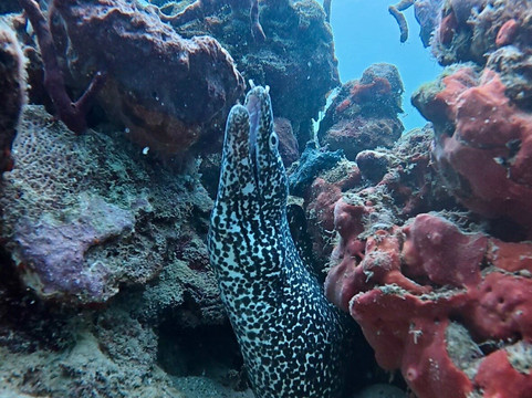 Panama Dive School-博卡斯德尔托罗必去景点