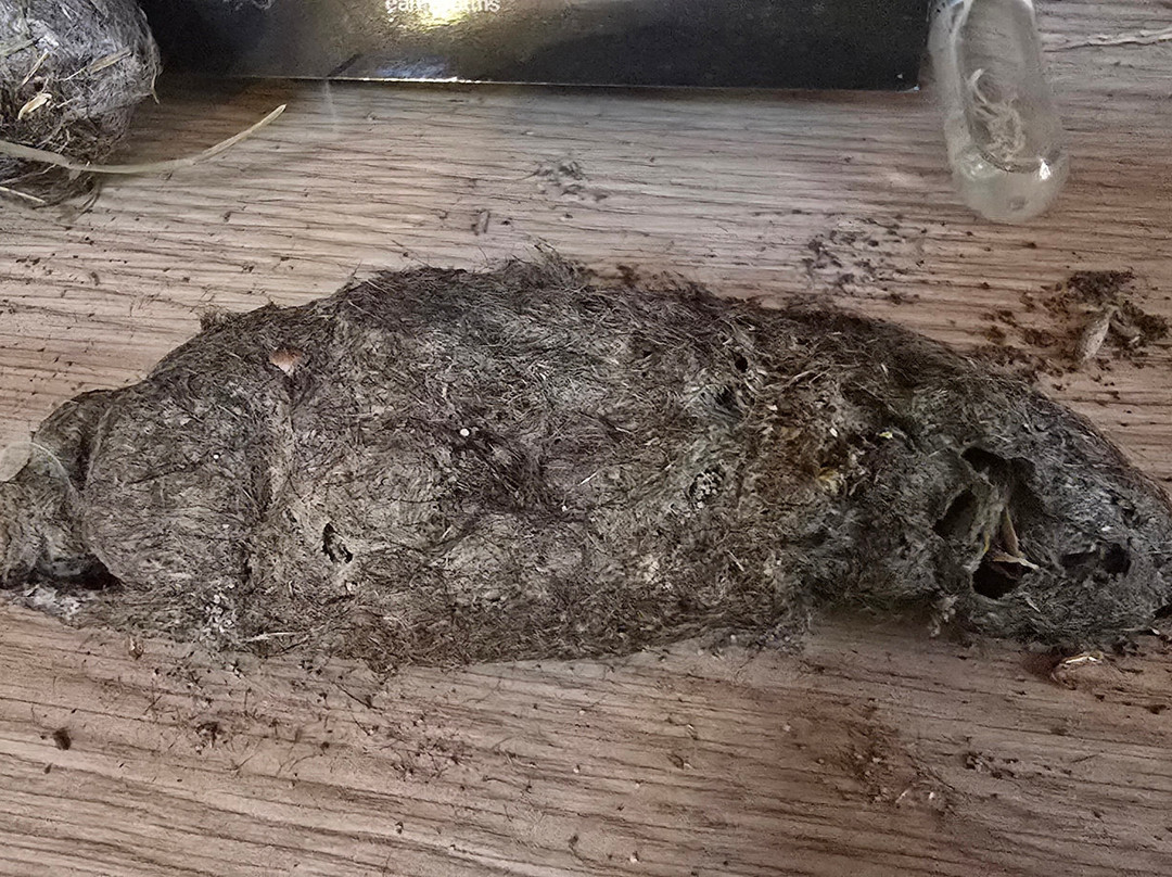 波诺朗野生动物园-Brighton必去景点