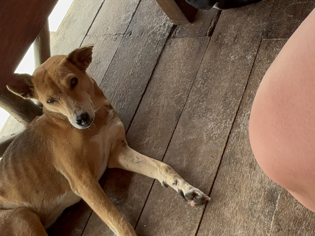 Mafia Whale Shark Tours-Kilindoni必去景点