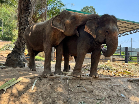 Phuket Elephant Nature Reserve-他朗必去景点