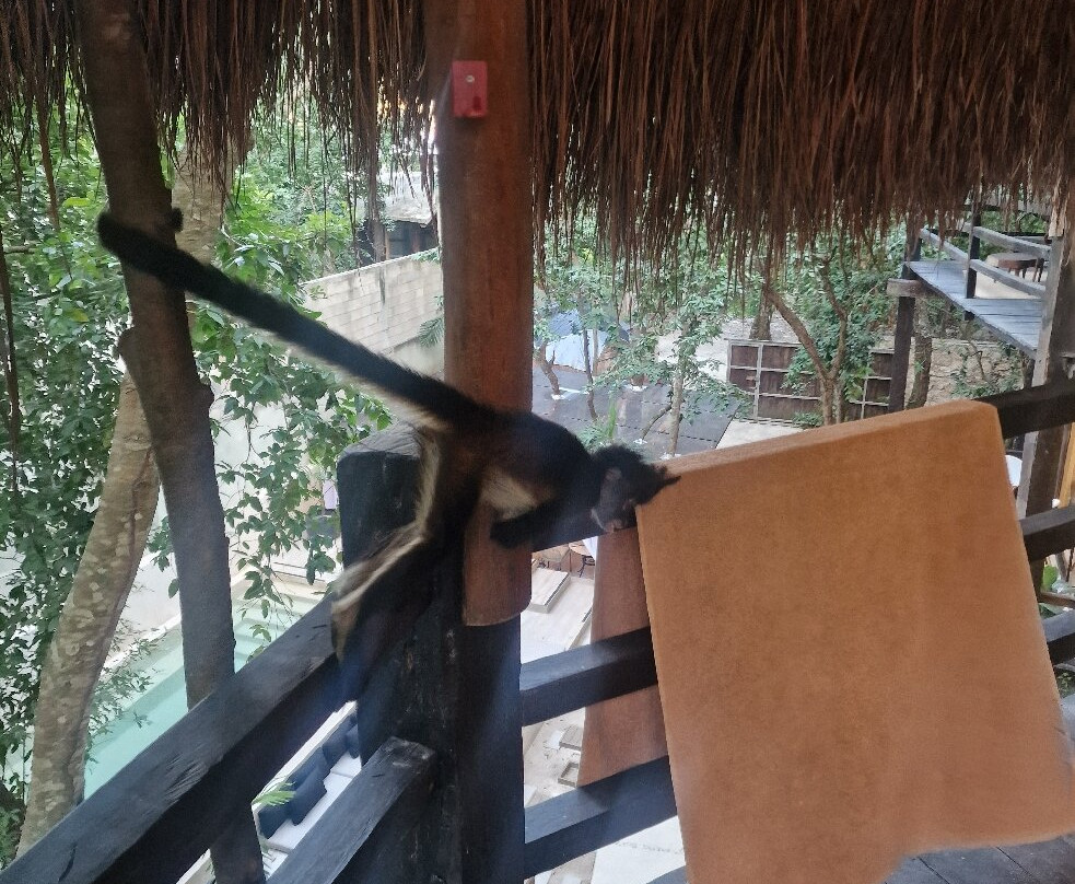 特拉苏里维埃拉玛雅酒店&水疗中心，位于斯卡雷特主图
