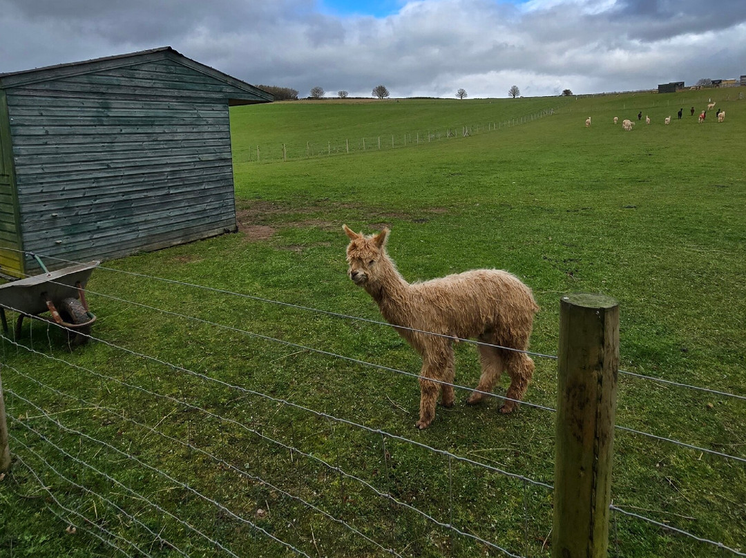 Severn Valley Alpacas-Bridgnorth必去景点
