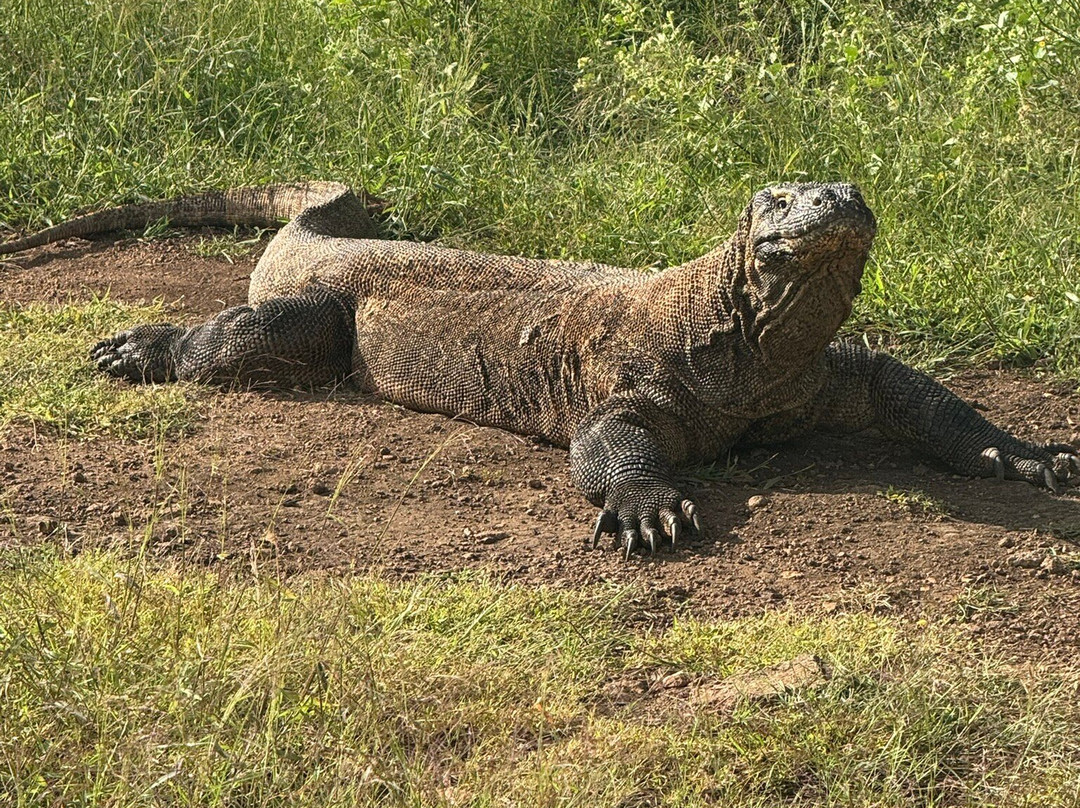 Great Komodo Tour-Labuan Bajo必去景点