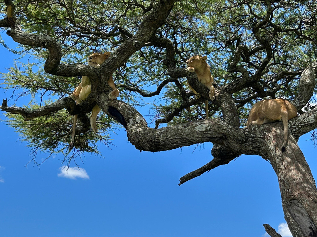 Sereland Africa Safaris-Sakina必去景点