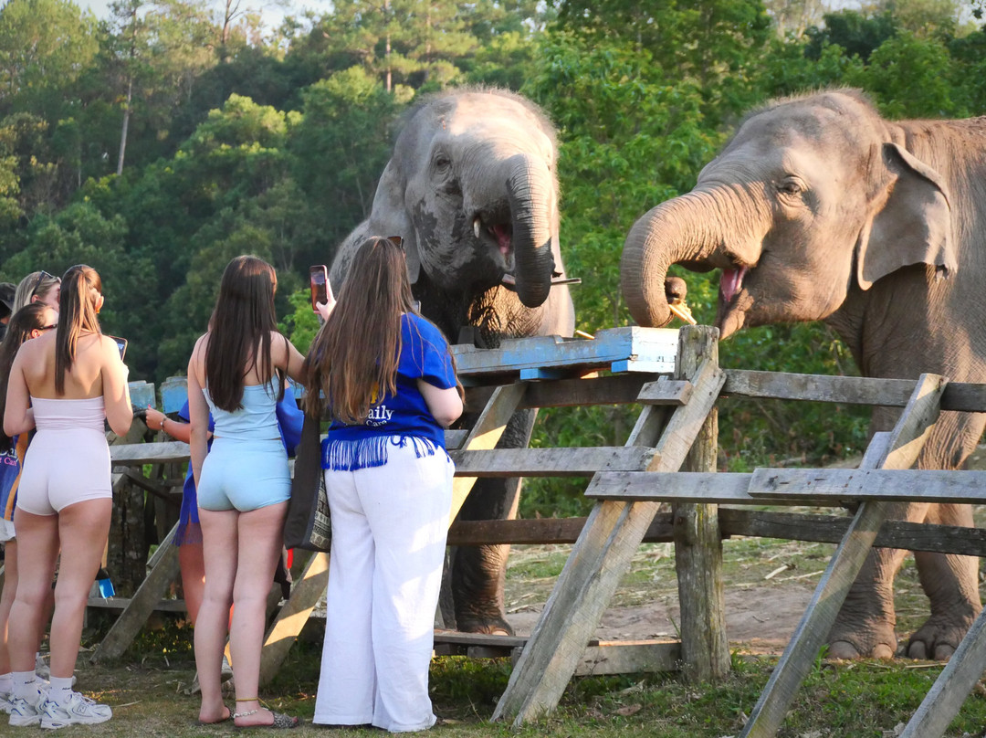 Blue Daily Elephant Care Sanctuary-清迈必去景点