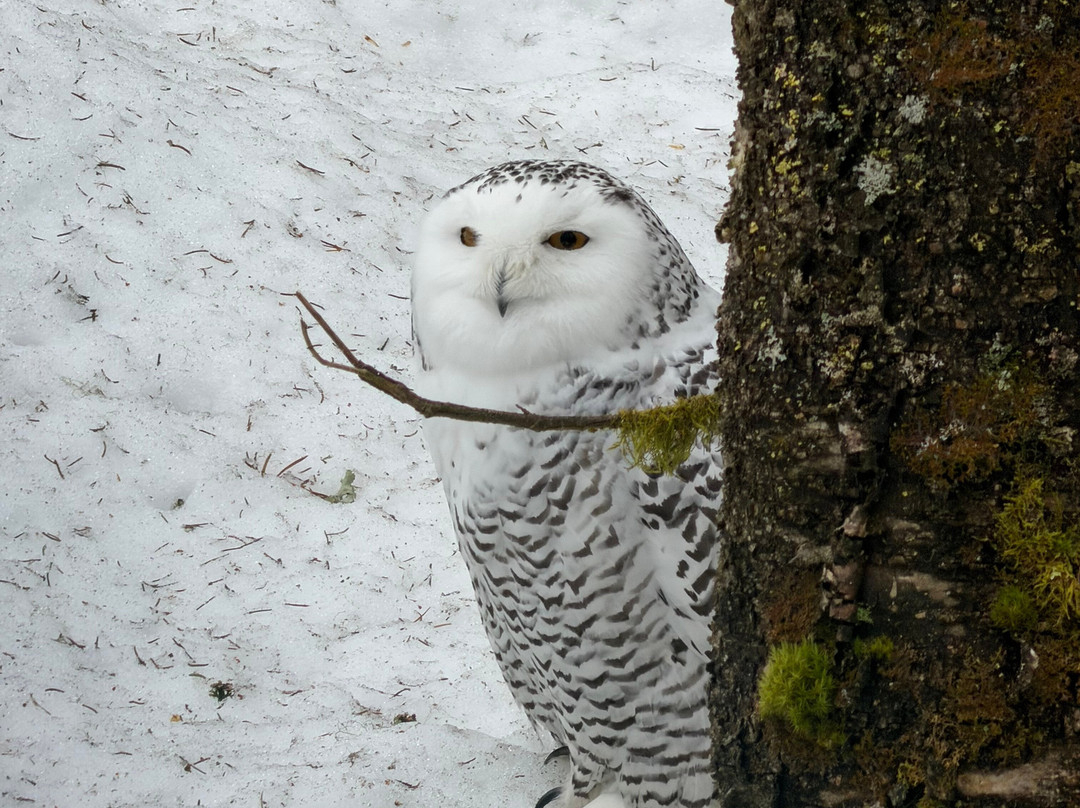 拉普兰探索之旅（罗瓦涅米）-罗瓦涅米必去景点