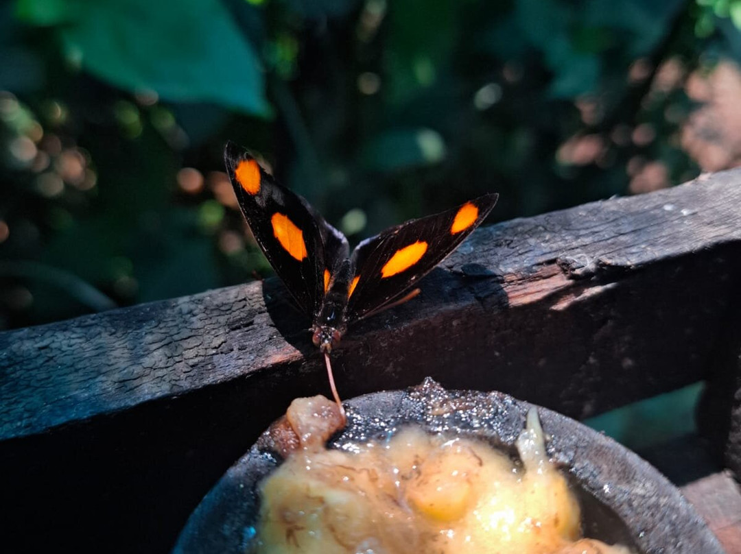 Mariposario Morpho Azul-Guácima必去景点