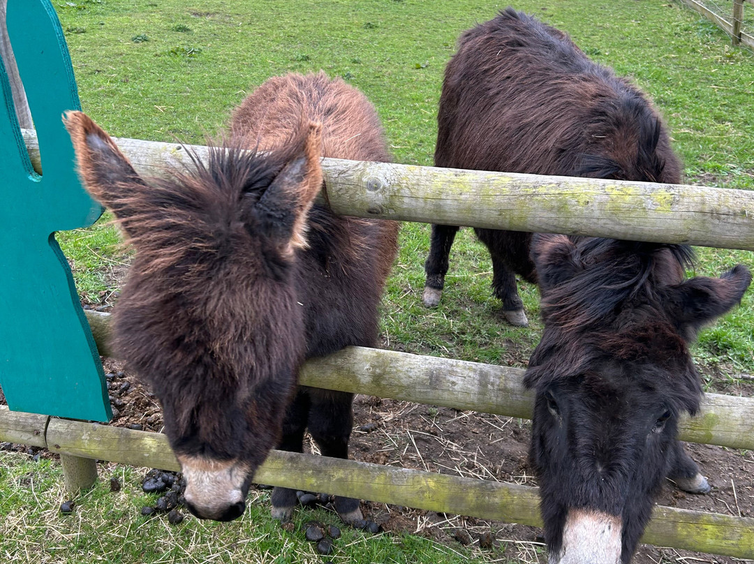 Woodlands Alpaca Farm-沃灵顿必去景点