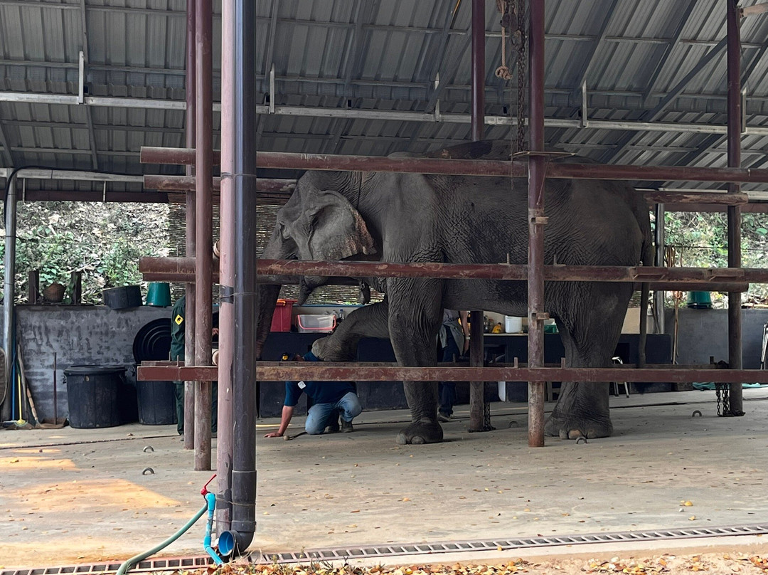 Elephant Conservation Center-Sayaboury必去景点