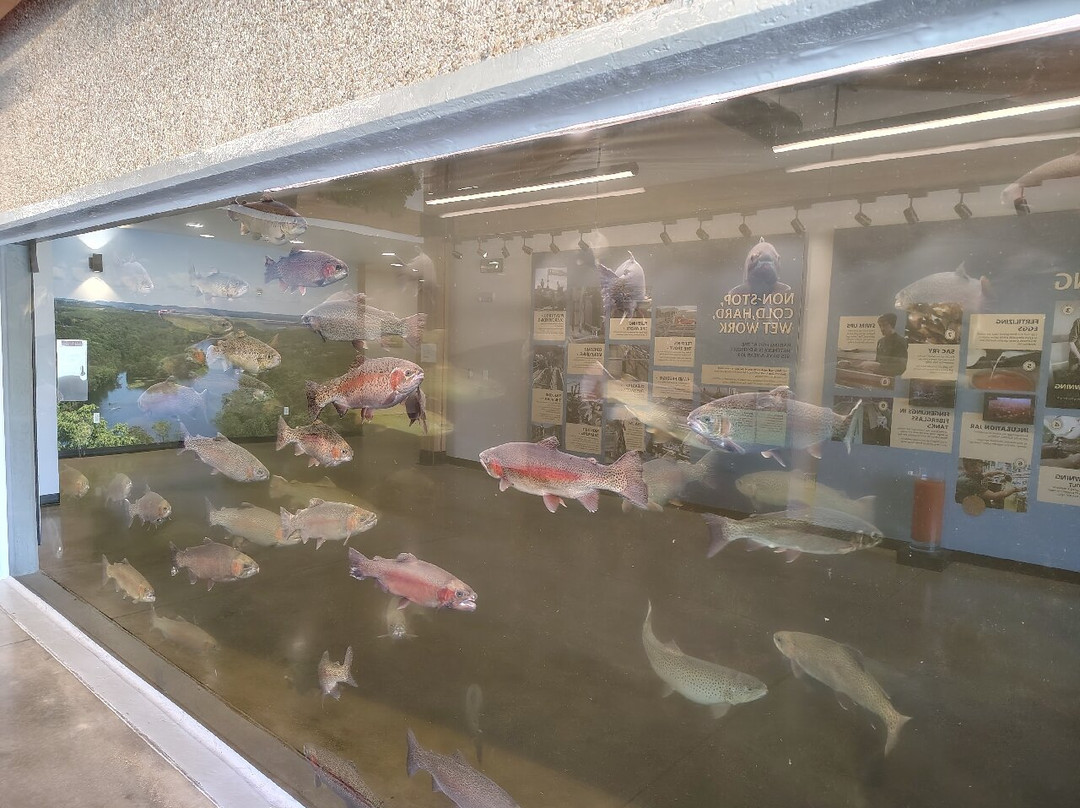 Shepherd of the Hills Fish Hatchery-布兰森必去景点