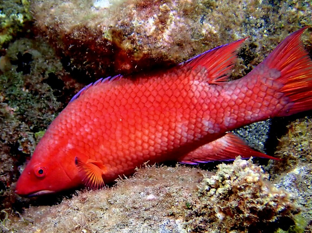 Dive Saint Helena-Jamestown必去景点
