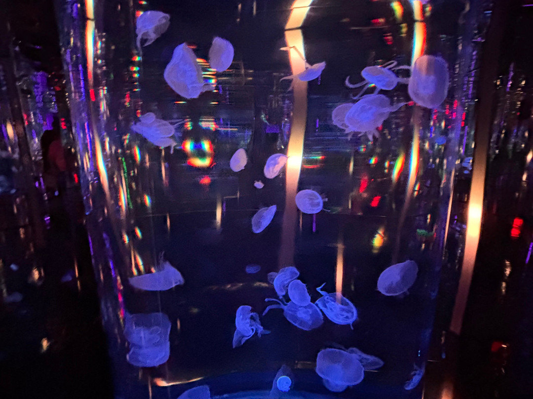Aquarium At The Boardwalk-布兰森必去景点