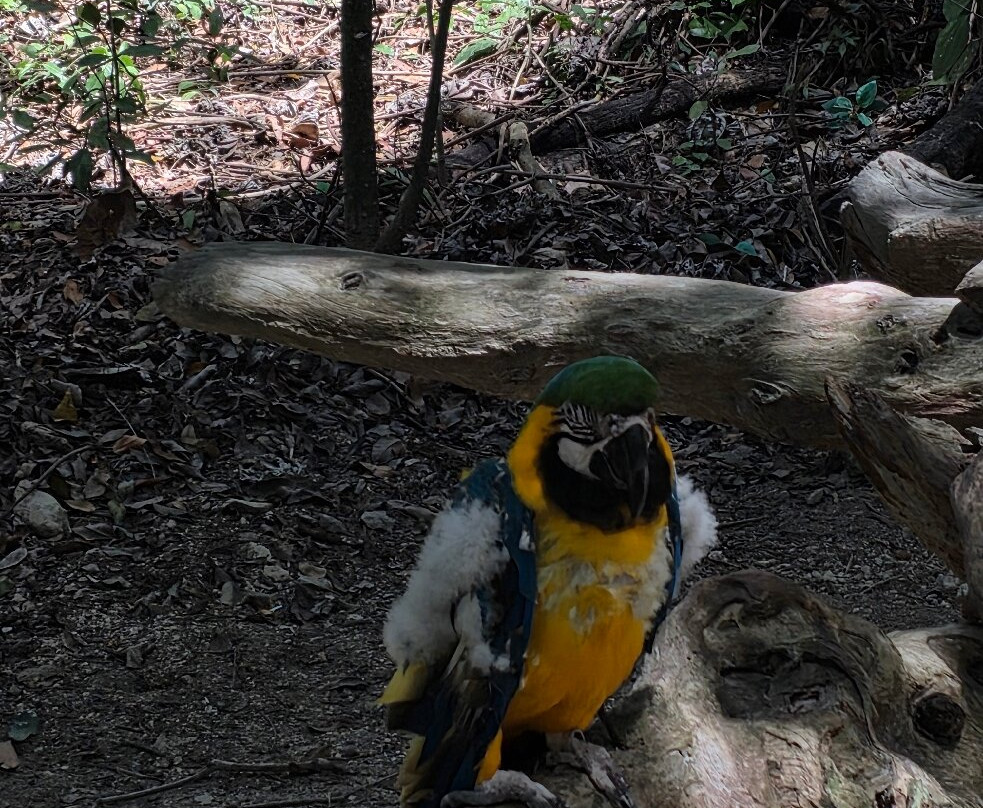 Akumal Monkey Sanctuary & Rescued Animals-艾库玛尔必去景点