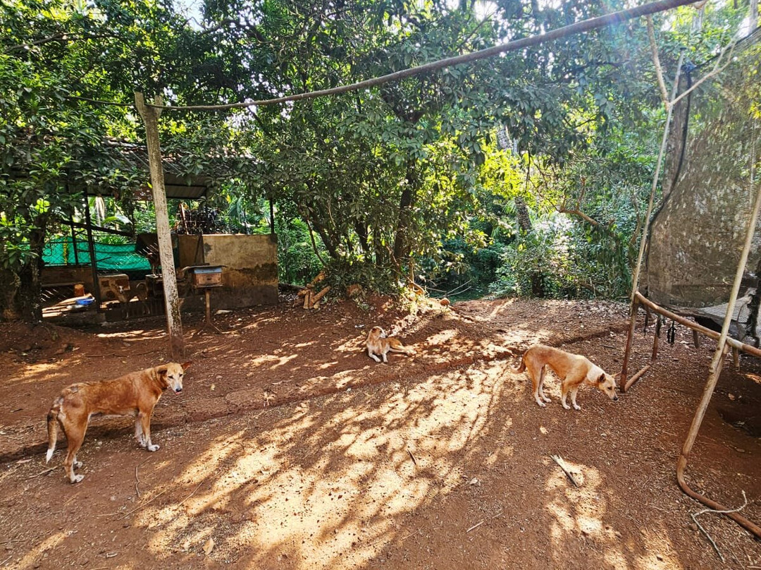 Tanshikar's Working Organic Spice Farm-Sanguem必去景点