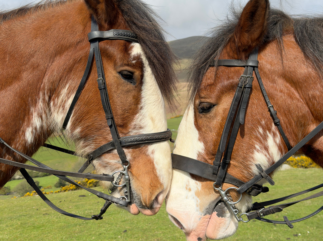 Cumbrian Heavy Horses-Millom必去景点