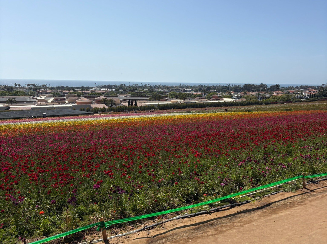The Flower Fields at Carlsbad Ranch-卡尔斯巴德必去景点