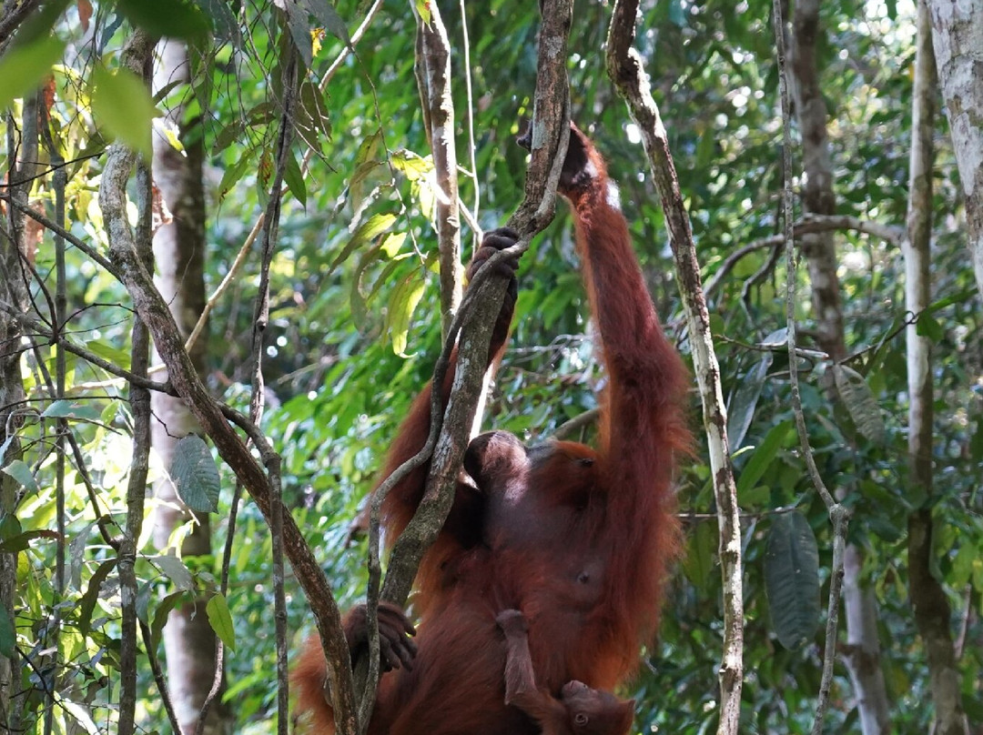 Bukit Lawang Jungle Trekking-武吉拉旺必去景点