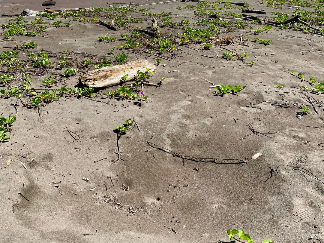 Tortuguero National Park-托图杰多必去景点