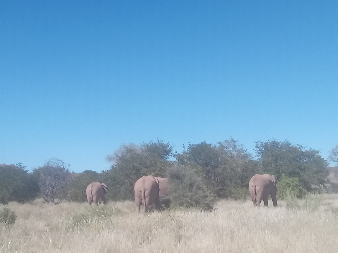 Dessert Elephants Conservation - Kunene Region-Opuwo必去景点