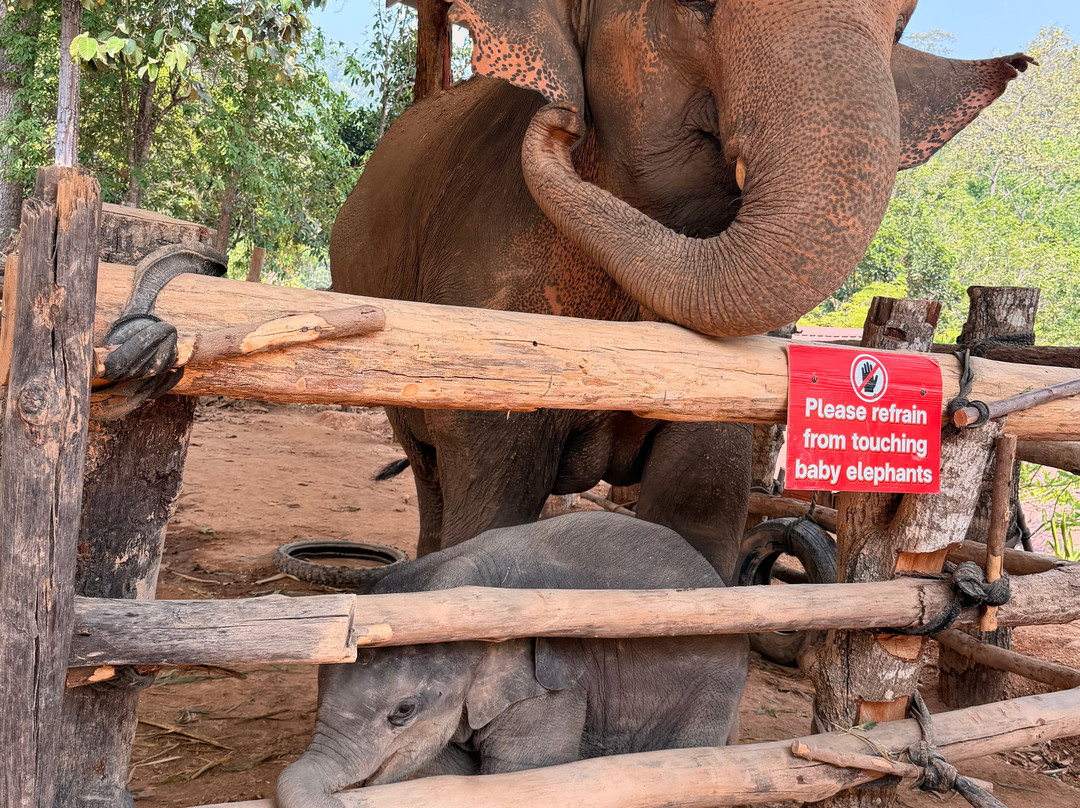 Pon Elephant Thailand-清迈必去景点