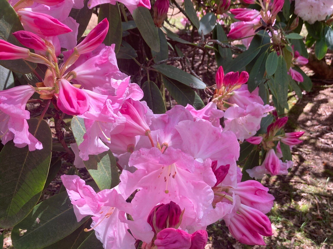 Bowood Woodland Garden-Calne必去景点