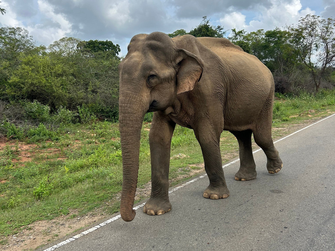 YALA Amazing Tours & Taxi Service-Yala必去景点