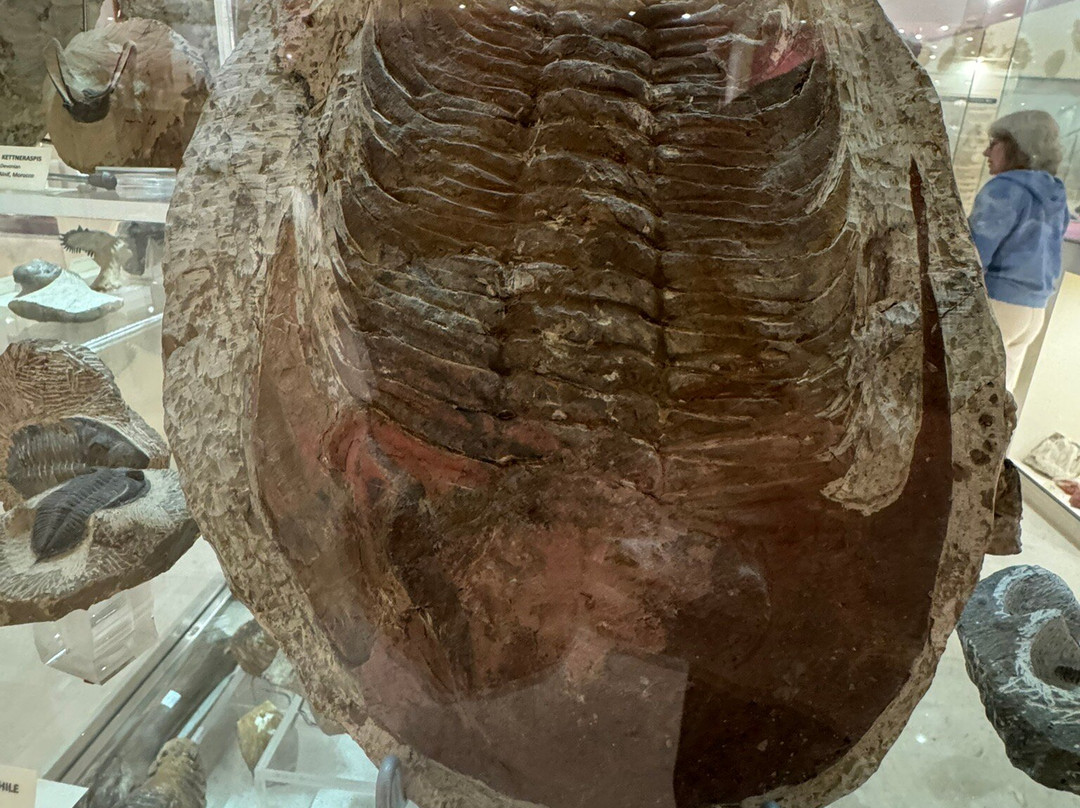 Museum of Mineralogy and Paleontology Stamatiadis-Ialysos必去景点