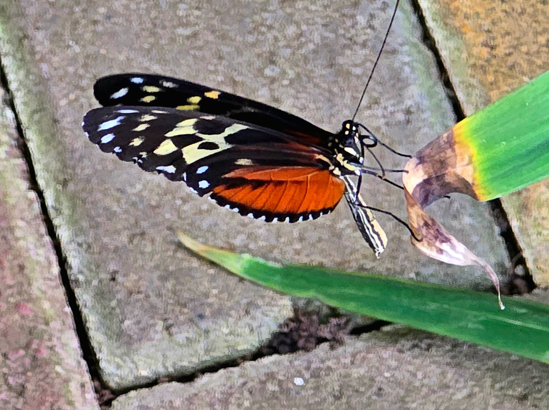 Butterfly Garden at Selvatura Park-蒙特沃德必去景点