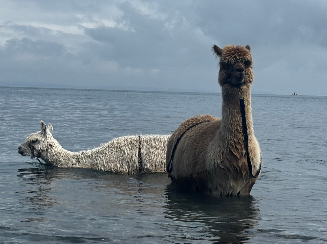Seaside Alpacas West Cork-Union Hall必去景点