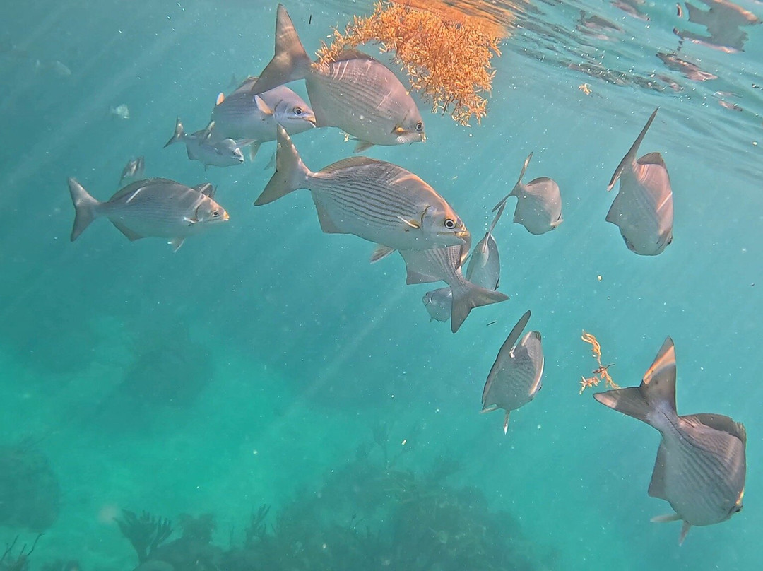 Islander Girl Snorkel &Tours-Tavernier必去景点