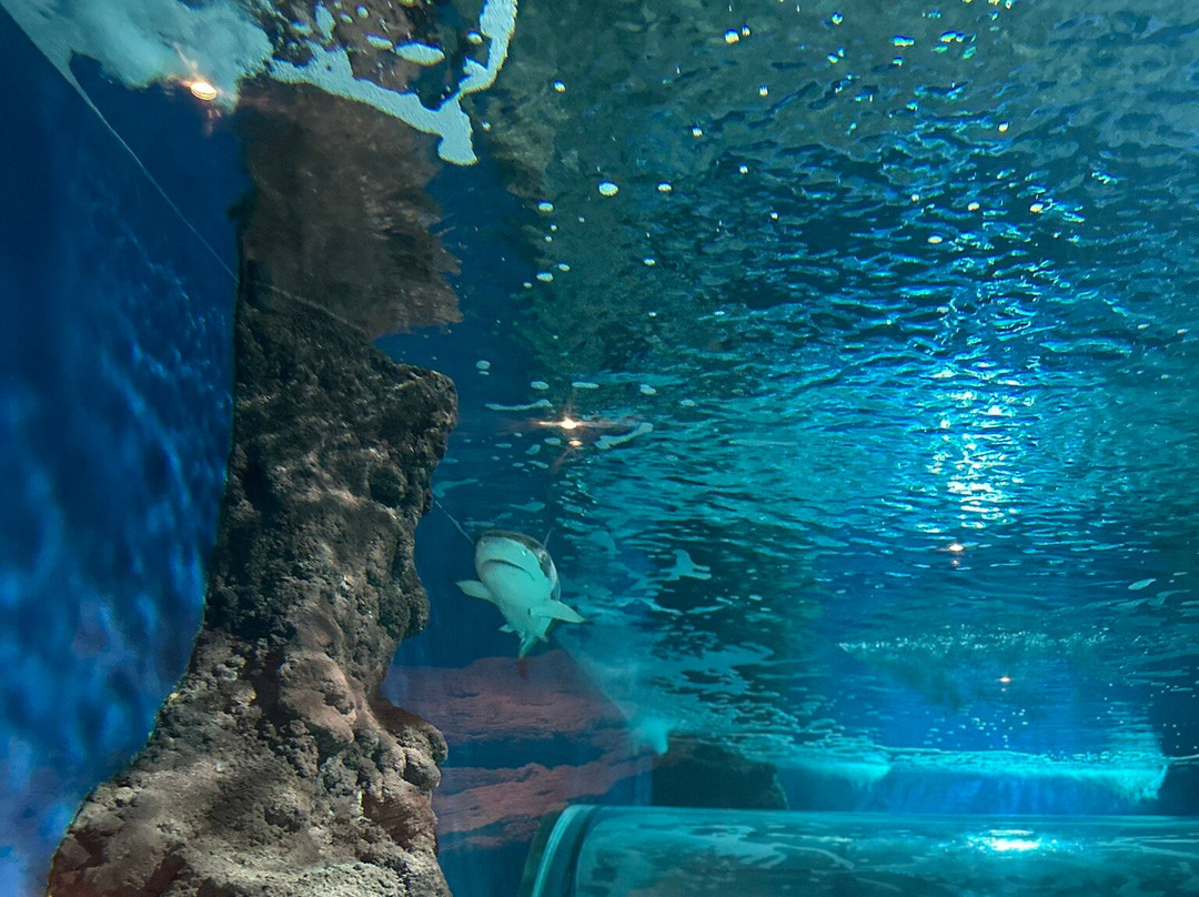 Lanzarote Aquarium-科斯塔特吉塞必去景点